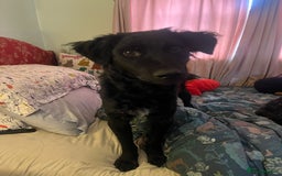 Mixed Breed dogs for sale: Elegant Espresso ☕ - Image 5