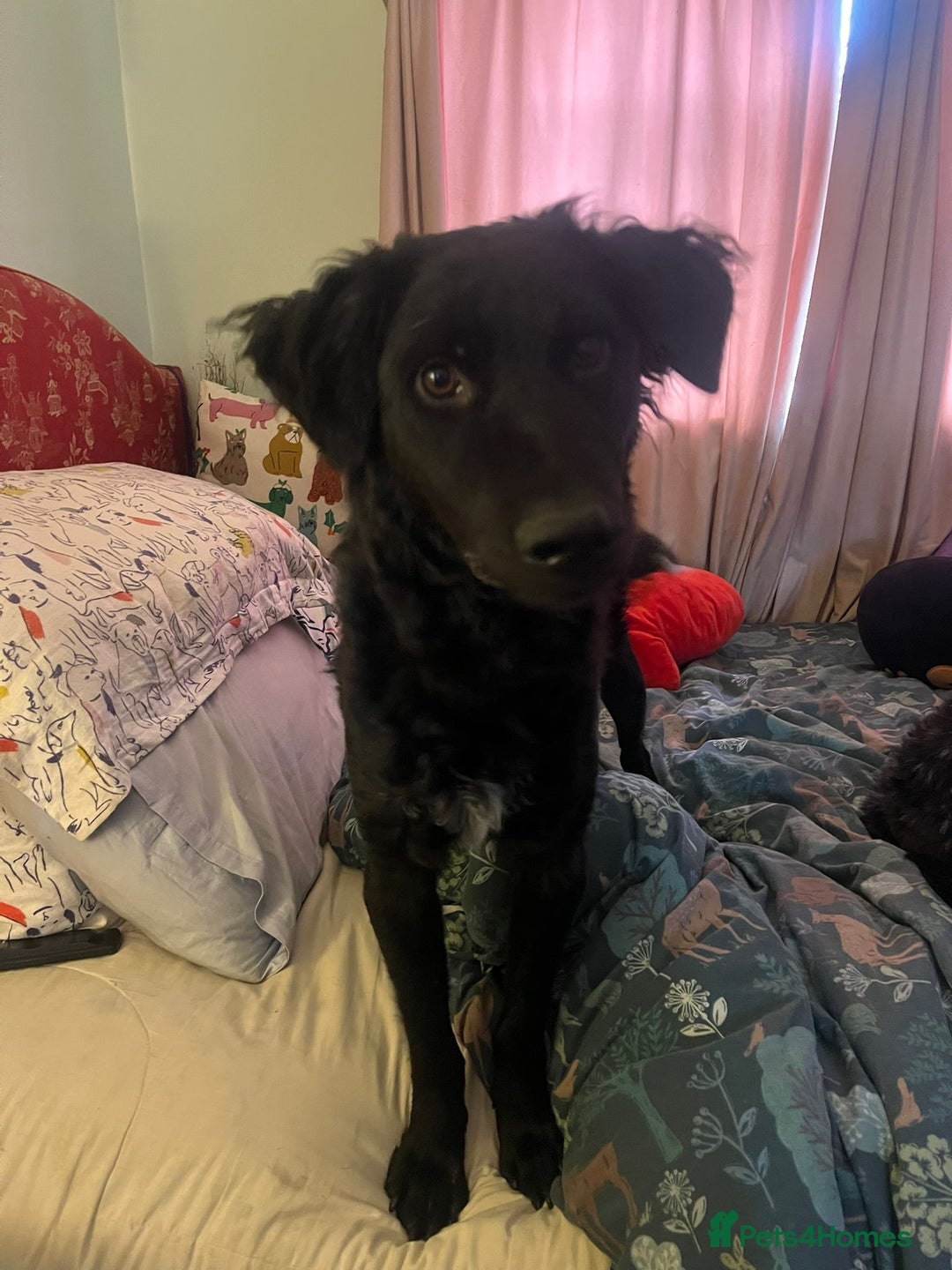Mixed Breed dogs for sale: Elegant Espresso ☕ - Image 5