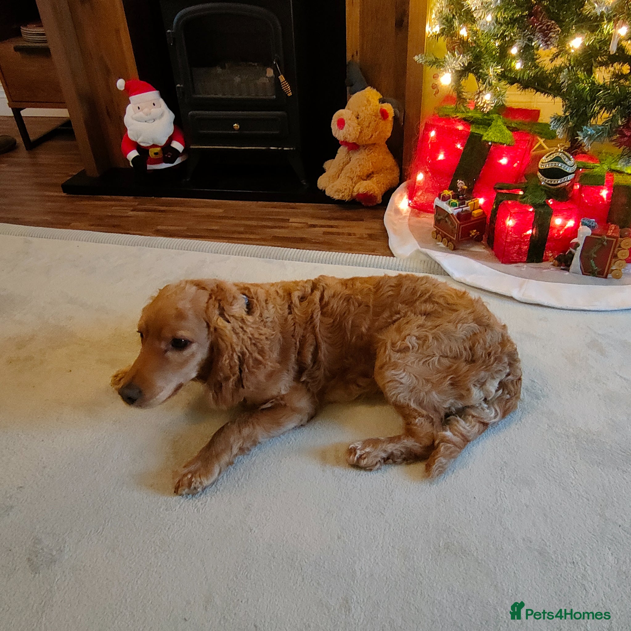 Cockapoo dogs for stud: Cockapoo for stud  in Yeovil - Advert 3