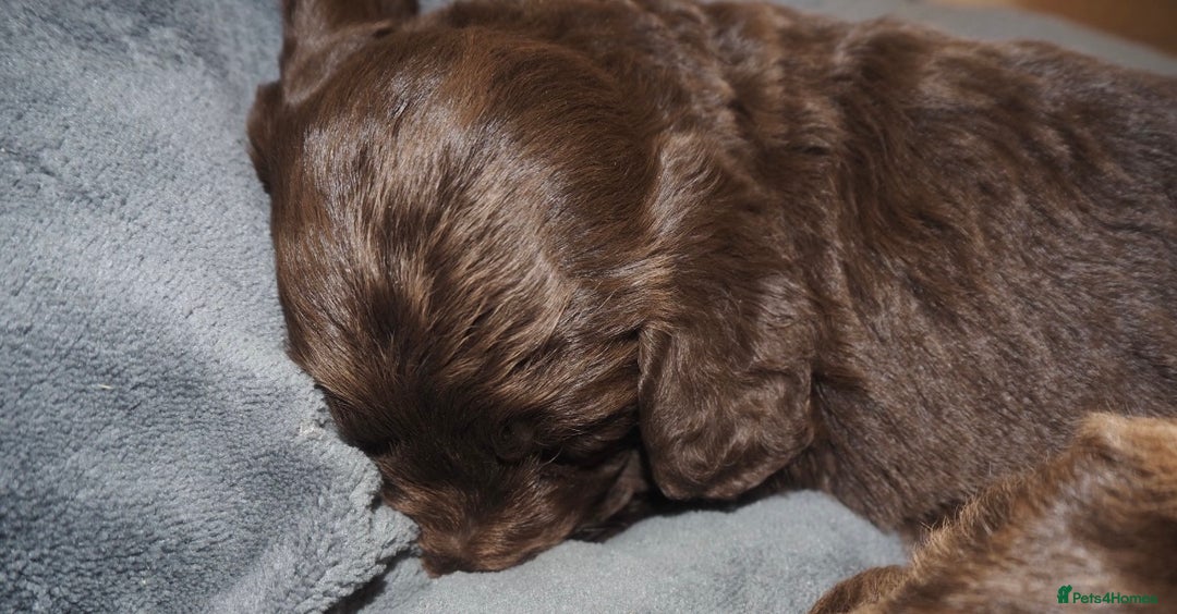Cockapoo dogs for sale: Gorgeous cockerpoo  puppies for sale  - Image 23