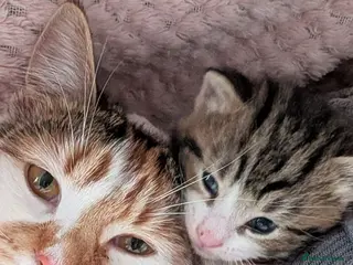 British Shorthair cats 3 Male & 1 Female kittens. Beautiful and playful - Advert 1