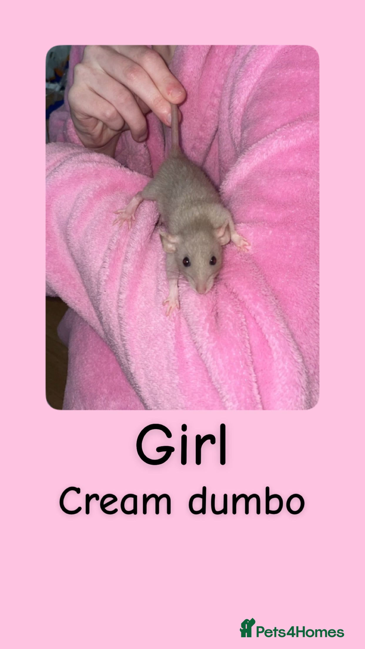 Rat rodents Beautiful baby rats looking for forever homes! - Advert 1