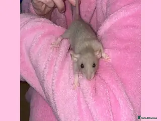 Rat rodents Beautiful baby rats looking for forever homes! - Advert 1