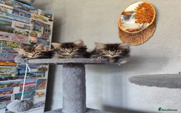 Mixed Breed cats for sale: Beautiful kittens ready for new home - Image 3