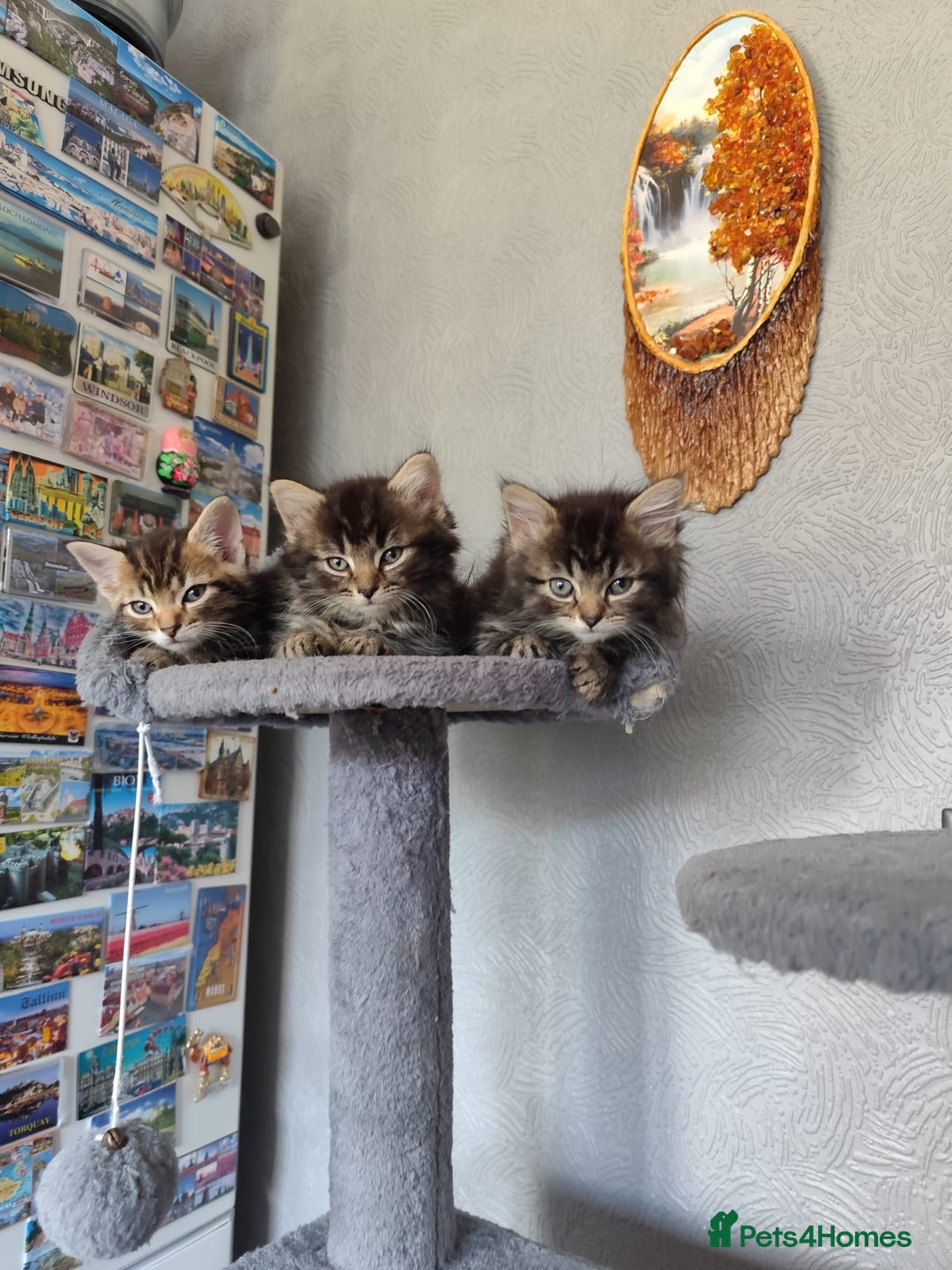 Mixed Breed cats for sale: Beautiful kittens ready for new home - Image 3
