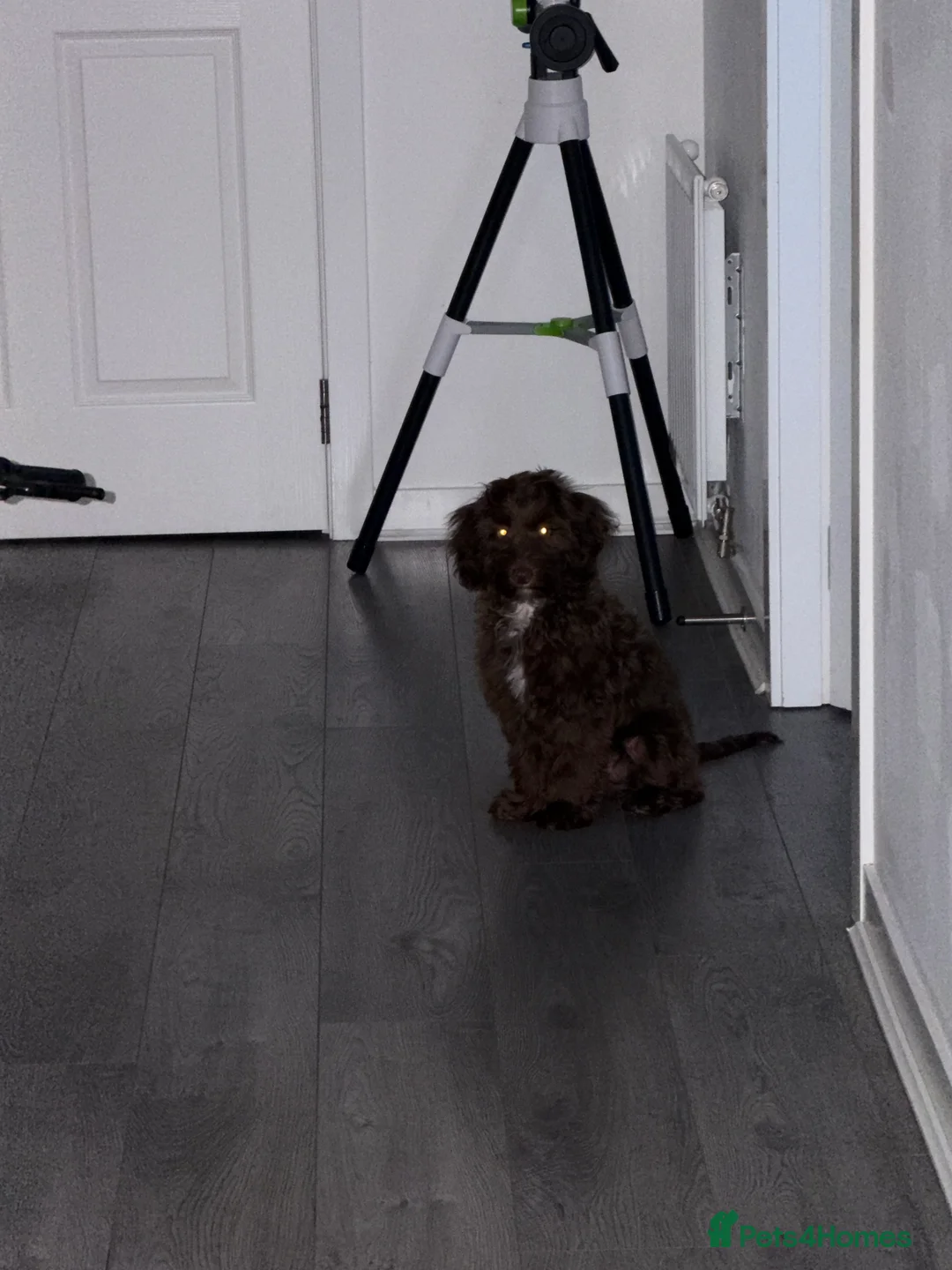 Cockapoo dogs for sale: 6 month old male cockapoo  - Advert 5