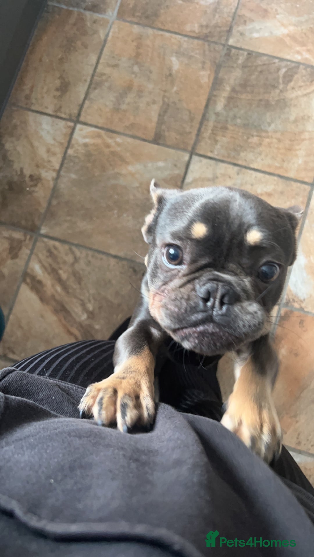 French Bulldog dogs for sale: 2 year old male, name is Blue - Image 6