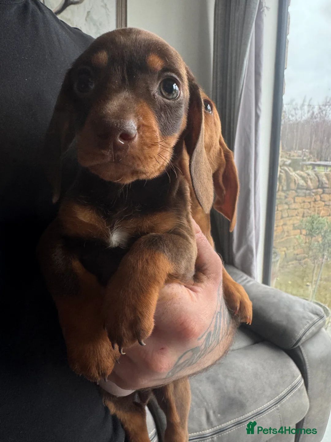 Miniature Dachshund dogs for sale: miniature dashaund pups *ONLY 1 PUP LEFT* - Advert 1