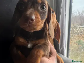 Miniature Dachshund dogs miniature dashaund pups *ONLY 1 PUP LEFT* - Advert 4