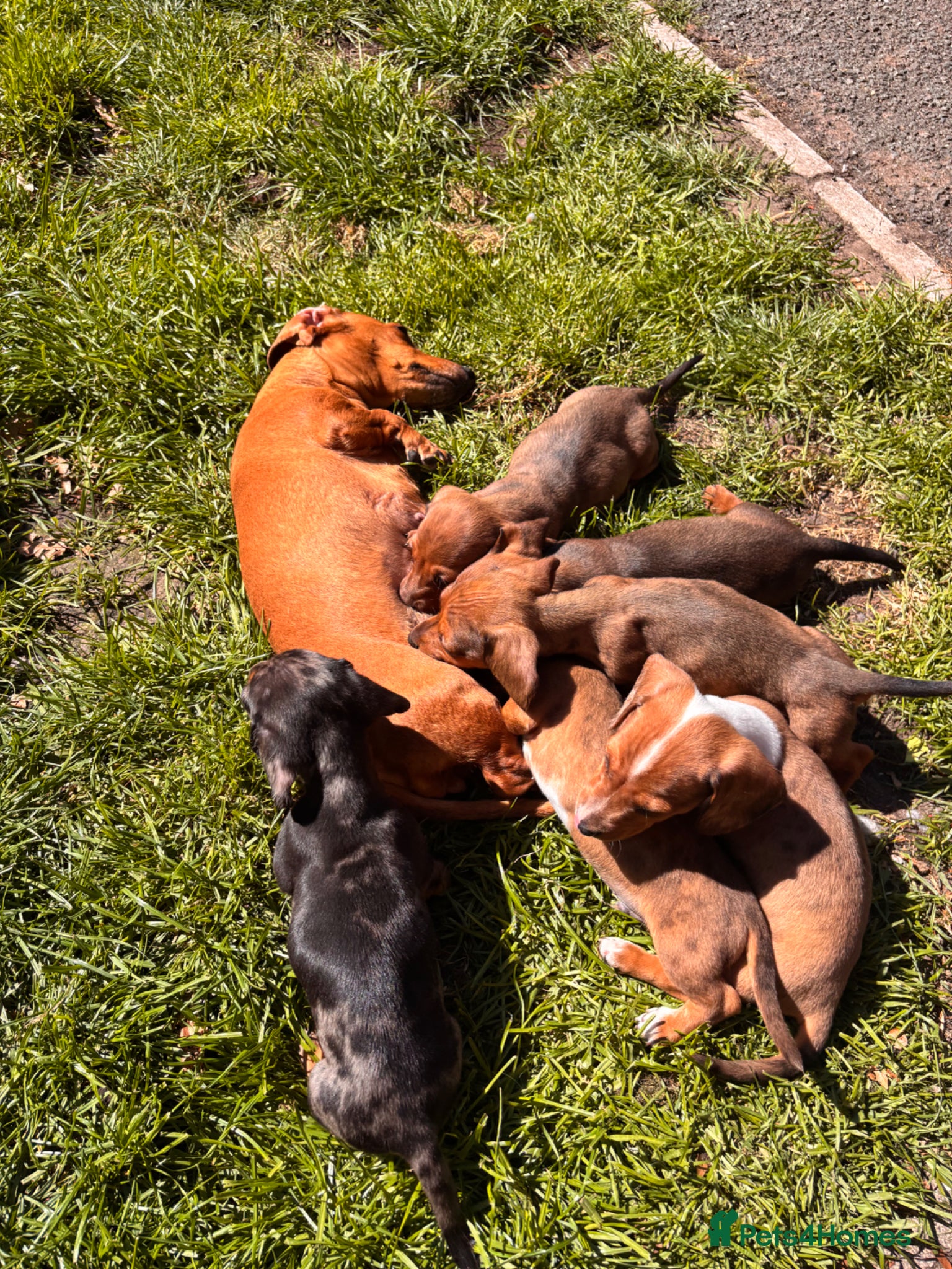 Miniature Dachshund dogs Miniature dachshund puppies piebald  - Advert 1