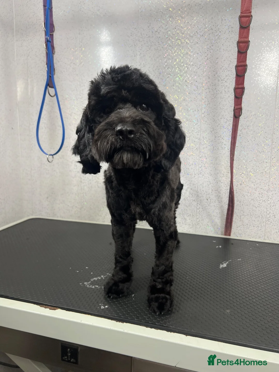 Cockapoo dogs for sale: Cockapoo for rehoming  - Advert 2