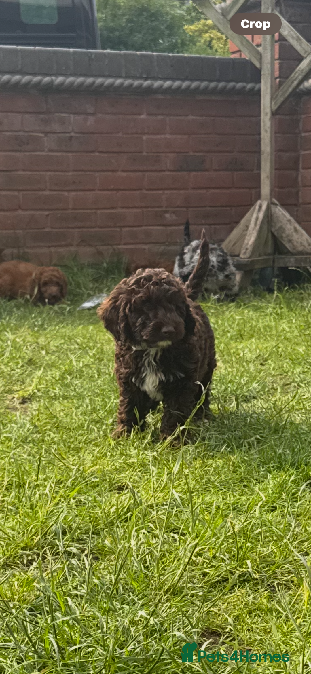 Cockapoo dogs for sale: Cockapoo chocolate boy - Image 1
