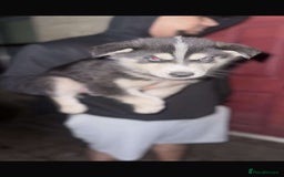 Siberian Husky dogs for sale: Adorable Black & Brown Husky Puppies –Great Price! - Image 12