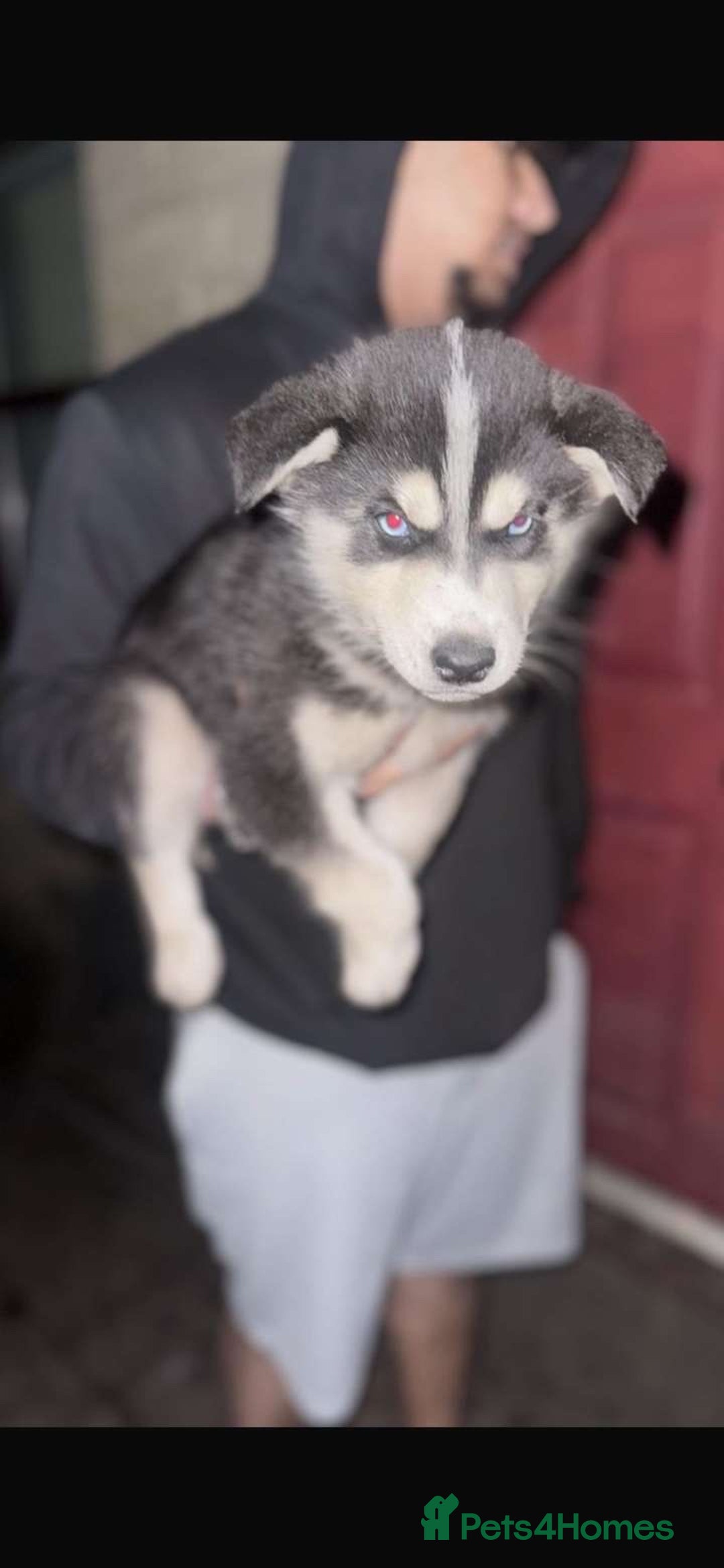 Siberian Husky dogs for sale: Adorable Black & Brown Husky Puppies –Great Price! - Image 12