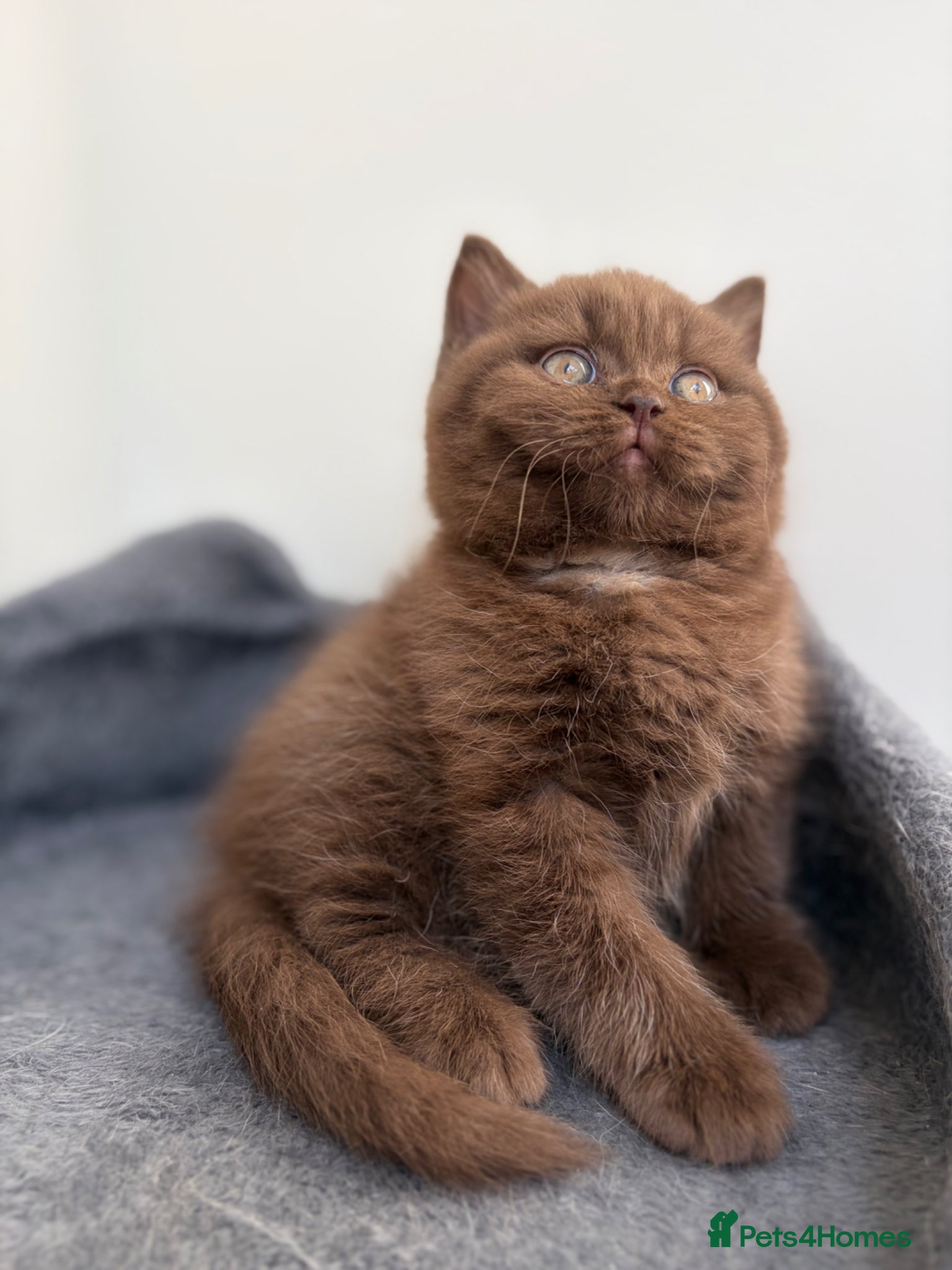 British Shorthair cats for sale: Chocolate GCCF Pure Pedigree British Shorthair - Advert 1