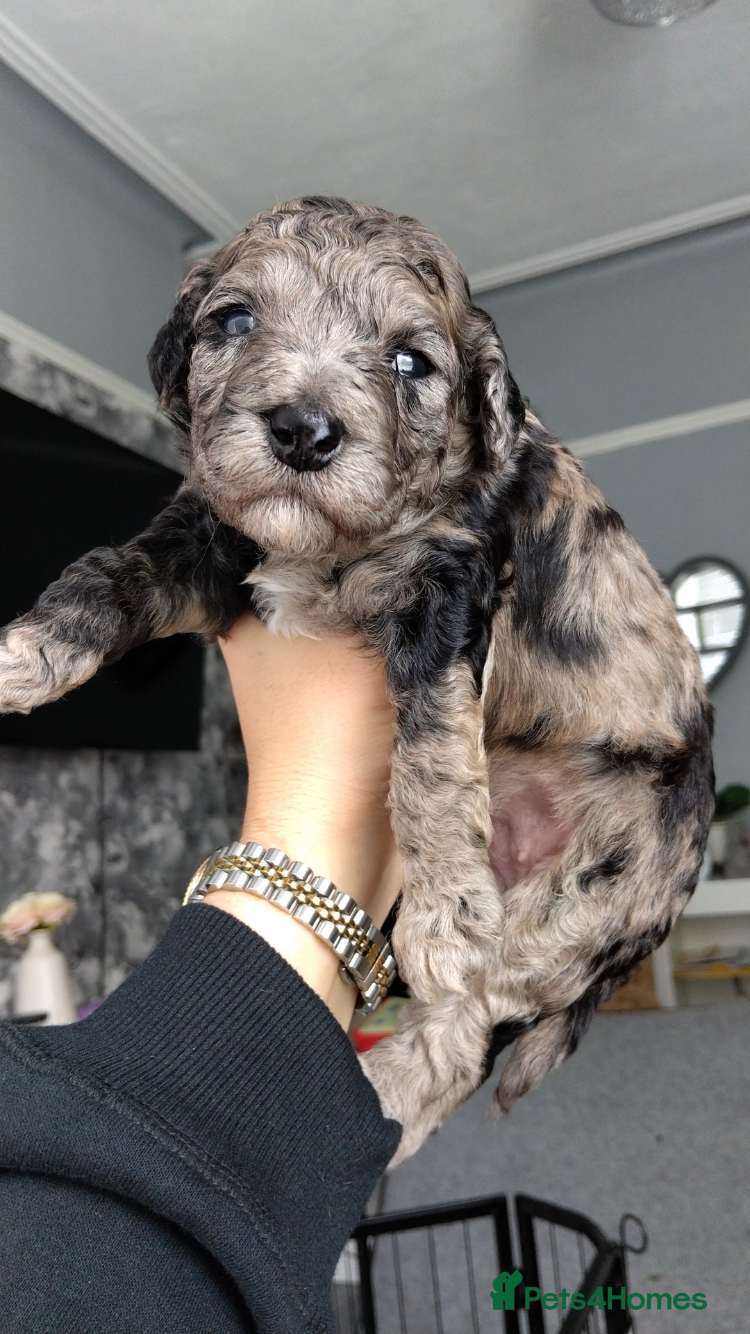 Poochon dogs for sale: Poochons  - Image 17
