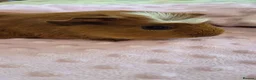 Guinea Pig rodents for sale: Beautiful female guinea pigs - Advert 4