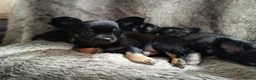 Chihuahua dogs for sale: Quality Longhair Chihuahua Puppies - Advert 1