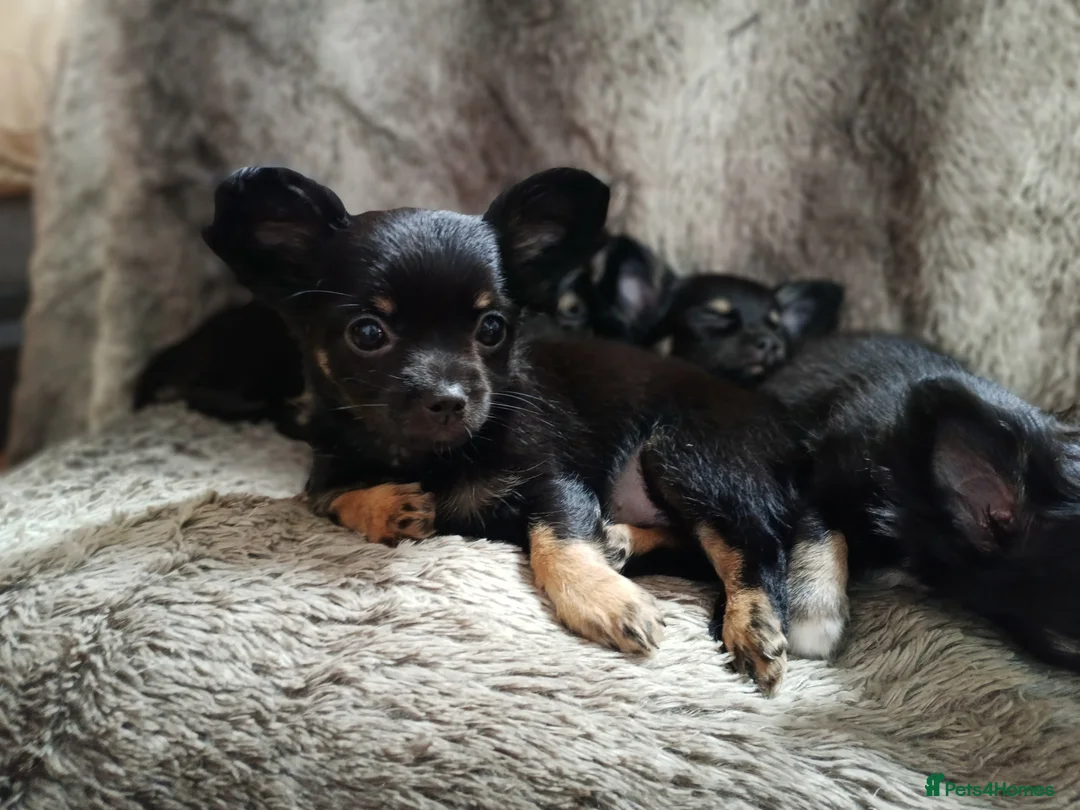 Chihuahua dogs for sale: Quality Longhair Chihuahua Puppies - Advert 1