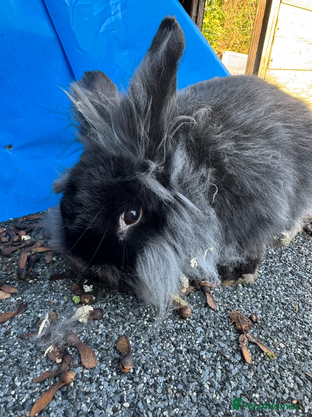English rabbits for sale: Rabbits for rehoming  - Advert 5