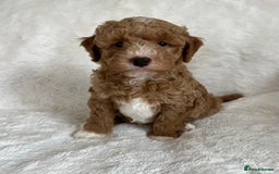 Goldendoodle dogs for sale: Beautiful litter of Goldendoodles  - Image 27