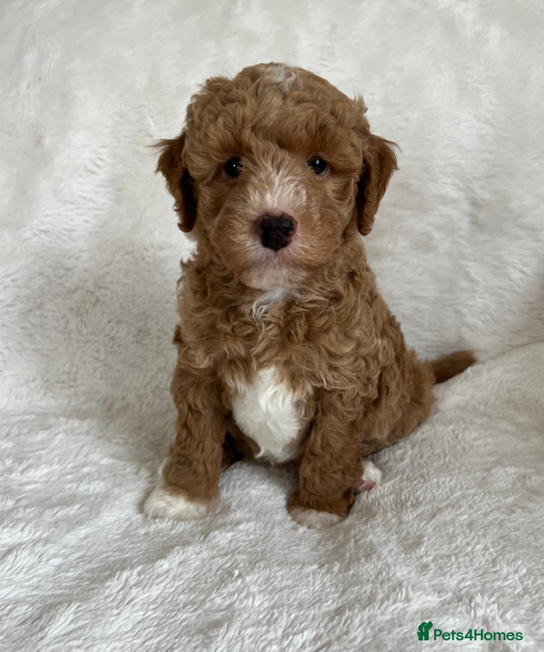 Goldendoodle dogs for sale: Beautiful litter of Goldendoodles  - Image 27