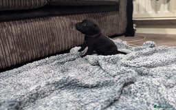 Staffordshire Bull Terrier dogs for sale: Staffys Puppies   25+ Champions ( Show Quality ) - Advert 23