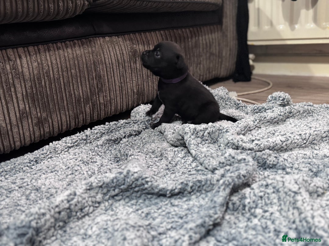 Staffordshire Bull Terrier dogs for sale: Staffys Puppies   25+ Champions ( Show Quality ) - Advert 23