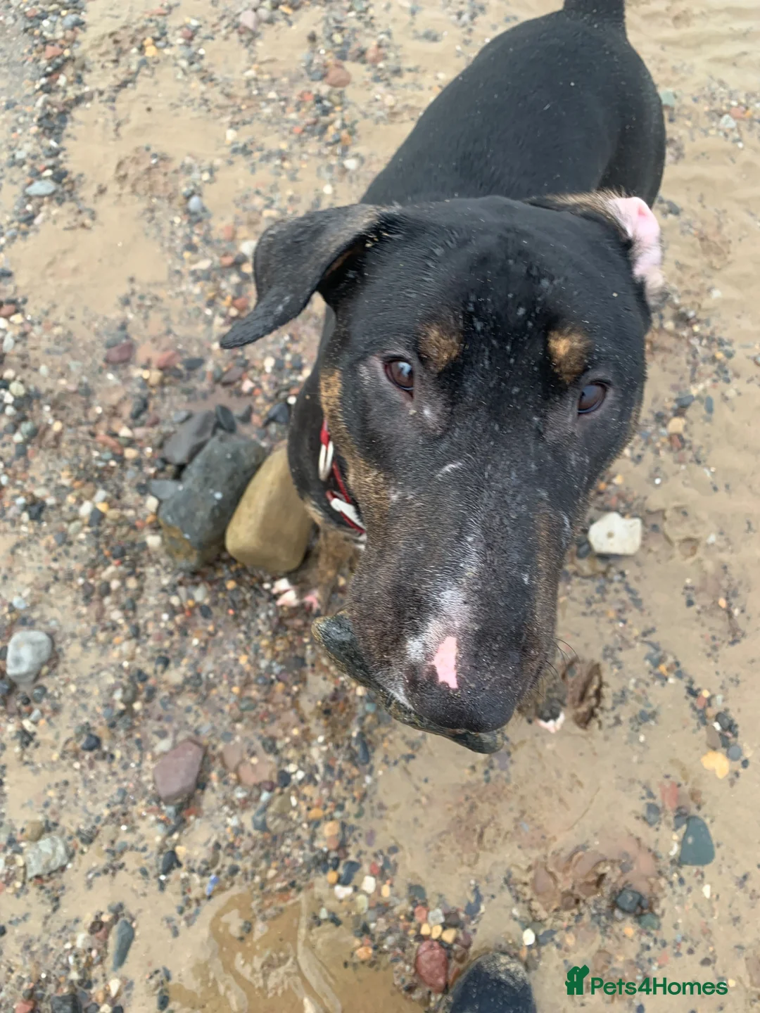 Mixed Breed dogs for sale: Reluctant sale - Advert 1