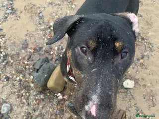 Mixed Breed dogs Reluctant sale - Advert 8