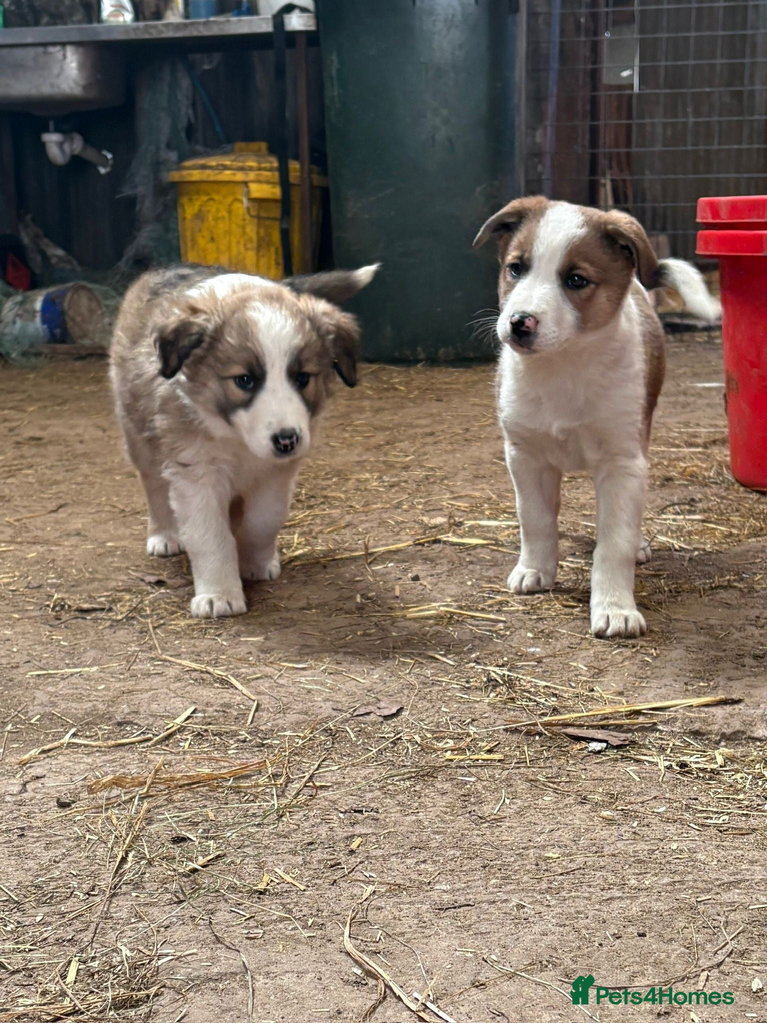 Mixed Breed dogs Collie pups  - Advert 2