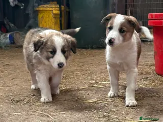 Mixed Breed dogs Collie pups - Advert 2