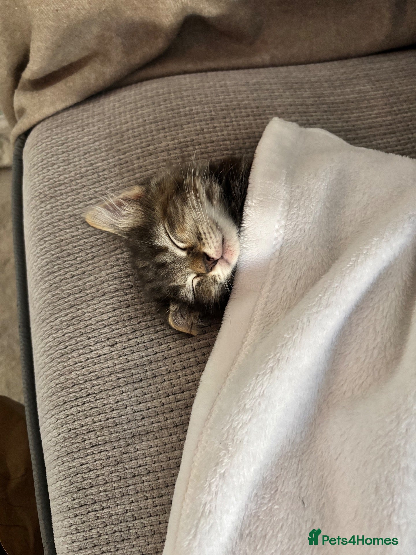 Mixed Breed cats Fluffy Male Kitten ready for his forever home - Advert 1