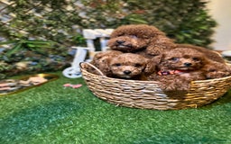 Toy Poodle dogs for sale: Adorable Toy Poodle Puppies  - Image 27
