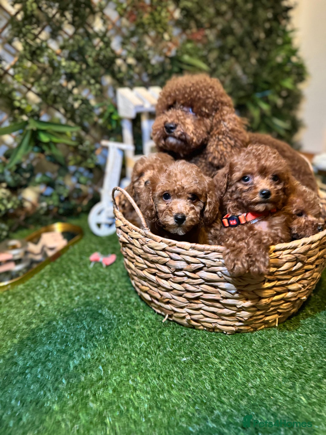 Toy Poodle dogs for sale: Adorable Toy Poodle Puppies  - Image 27