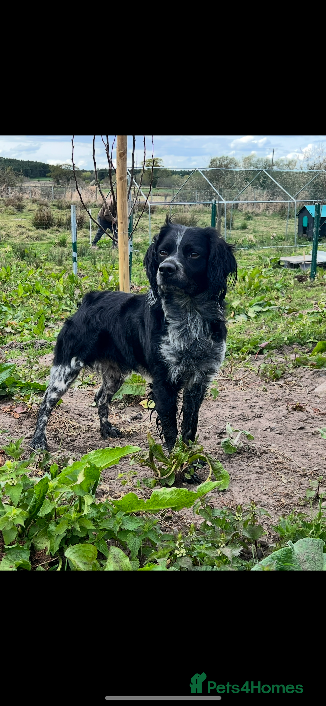 Brittany Spaniel dogs for sale: Brittany puppies for sale  - Image 22