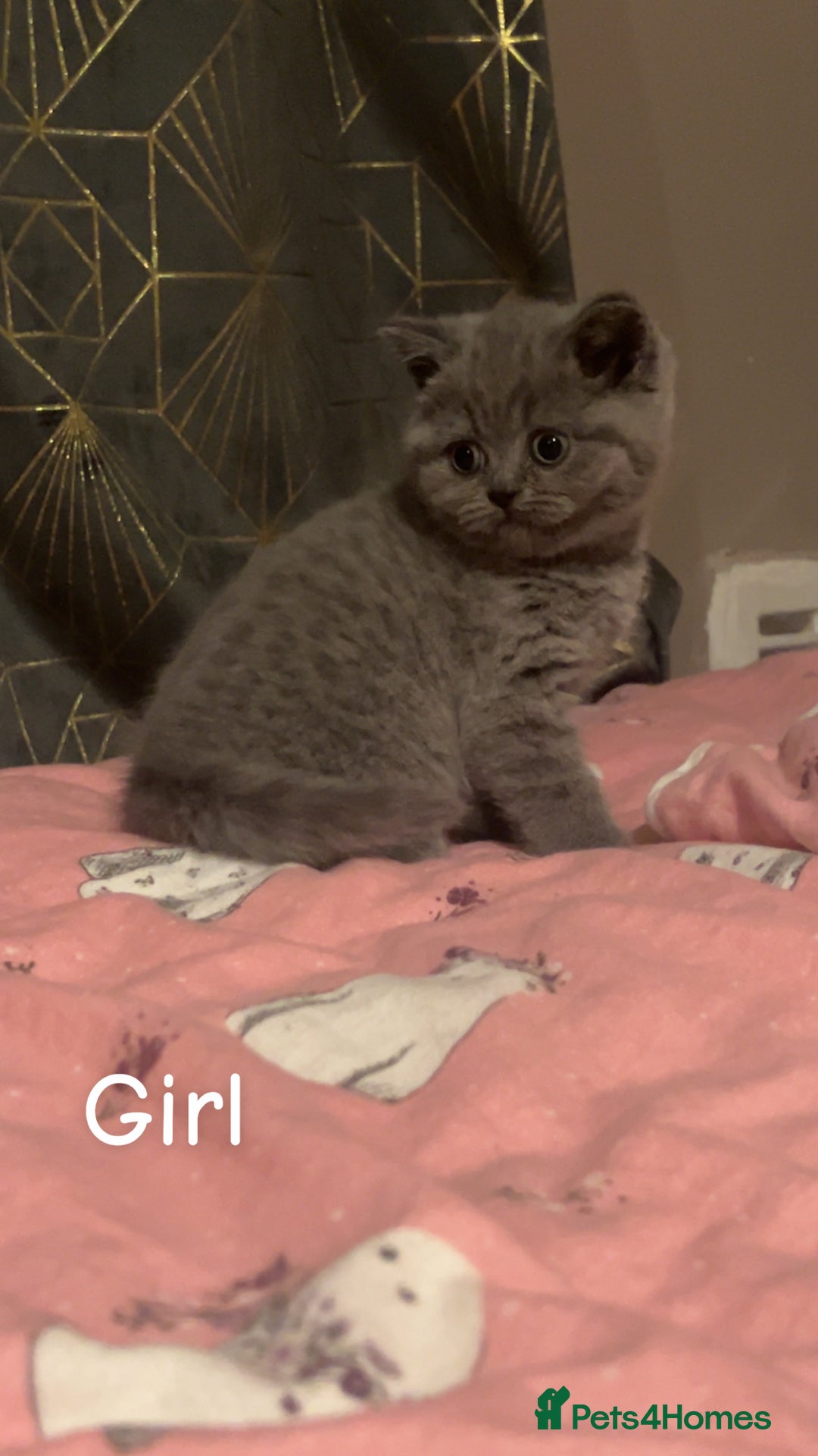 British Shorthair cats for sale: Beautiful BSH Kittens / GCCF registered  - Advert 12