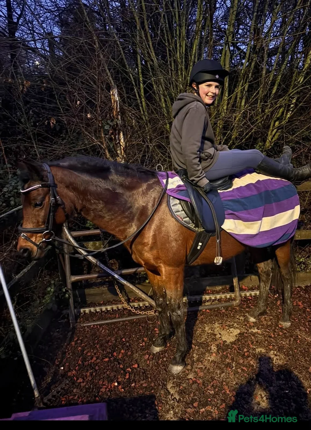 Other Breed horses for sale: Looking for new 🏠 - Advert 8