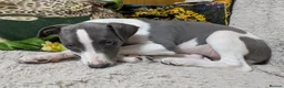 Whippet dogs for sale: Show quality KC reg pups - Advert 10