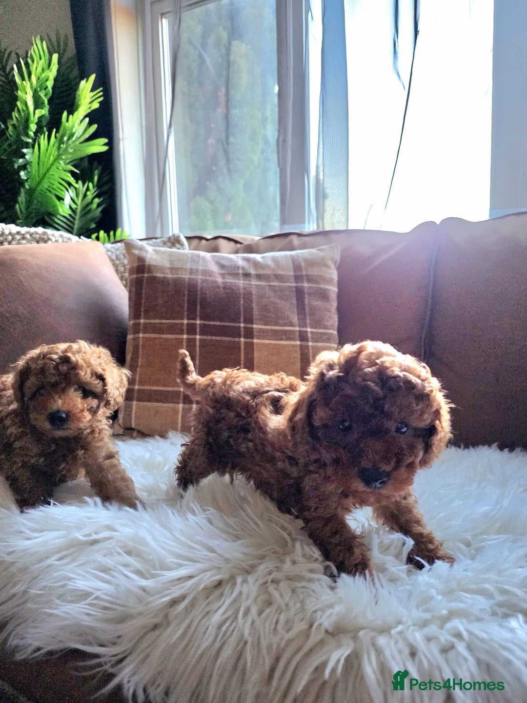 Toy Poodle dogs for sale: TINY RED KC PEDIGREE TOY POODLE PUPPIES - Advert 16