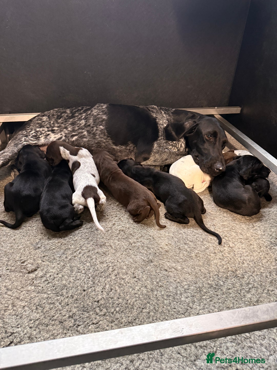 German Shorthaired Pointer dogs for sale: KC GSP Pups Health Tested Parents - Advert 20