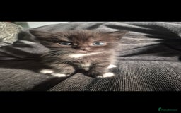 Mixed Breed cats for sale: Half British shorthair Kittens - Image 4