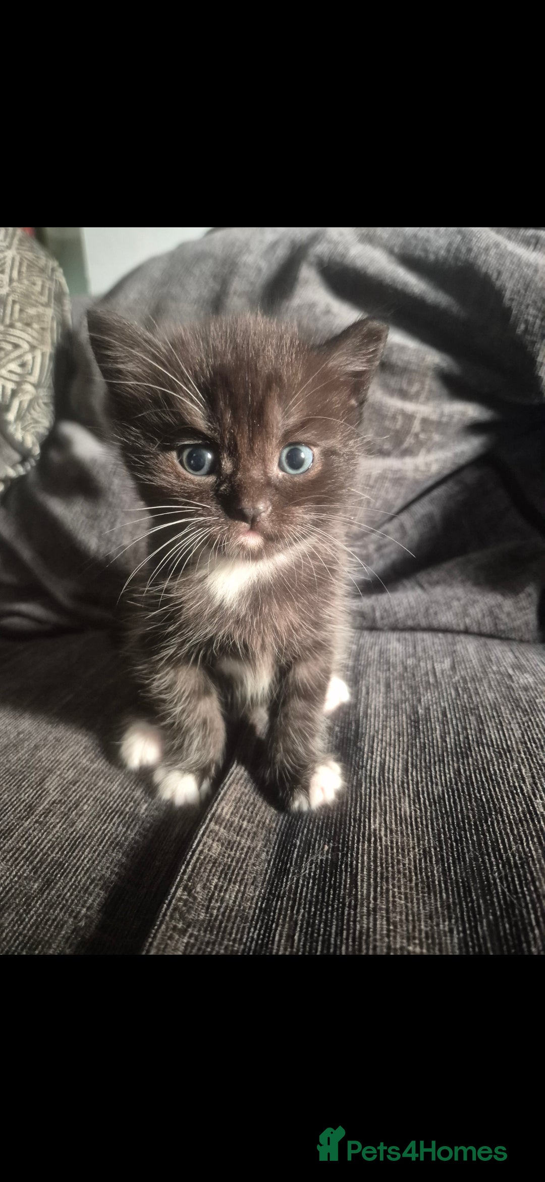 Mixed Breed cats for sale: Half British shorthair Kittens - Image 4