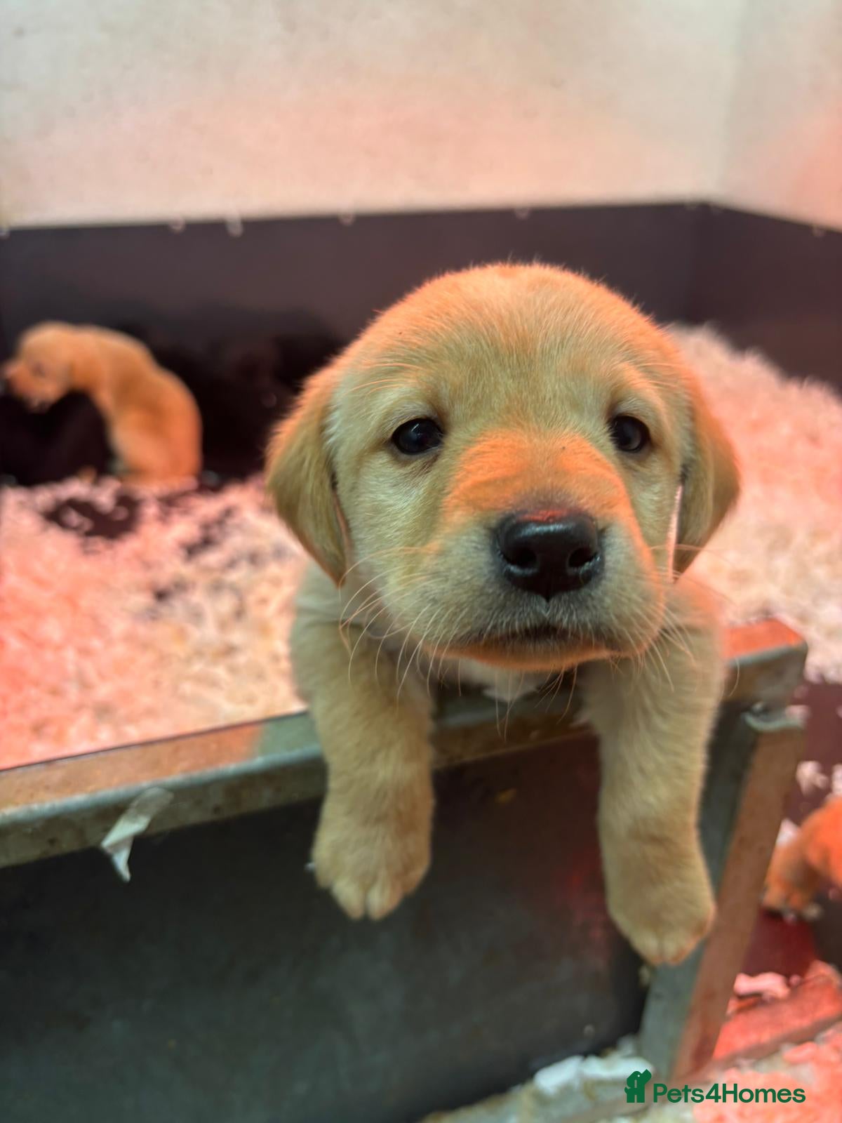 Labrador Retriever dogs Working Labrador puppies for sale, south Wales - Advert 15