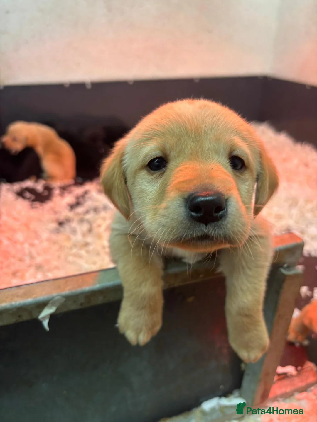 Labrador Retriever dogs for sale: Working Labrador puppies for sale, south Wales’s  - Advert 2