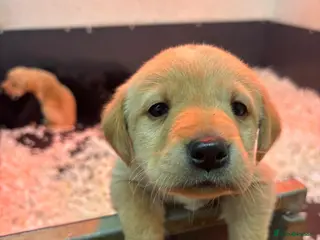 Labrador Retriever dogs Working Labrador puppies for sale, south Wales - Advert 6