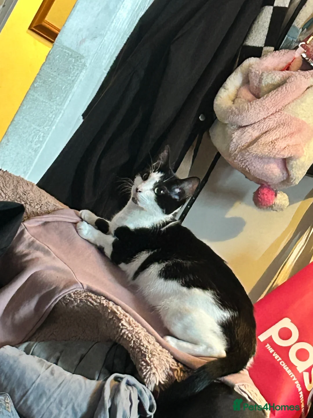 Mixed Breed cats for sale: 5 gorgeous fluffy kittens in Southampton - Advert 1