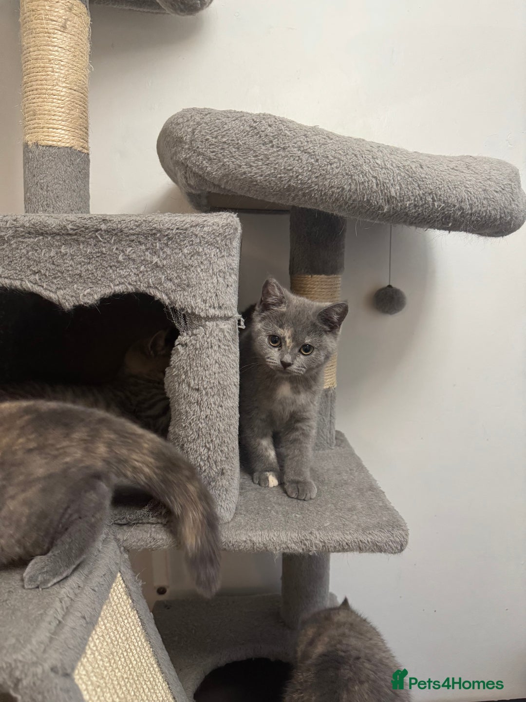 British Shorthair cats for sale: British Shorthair-Blue cream female. - Advert 11