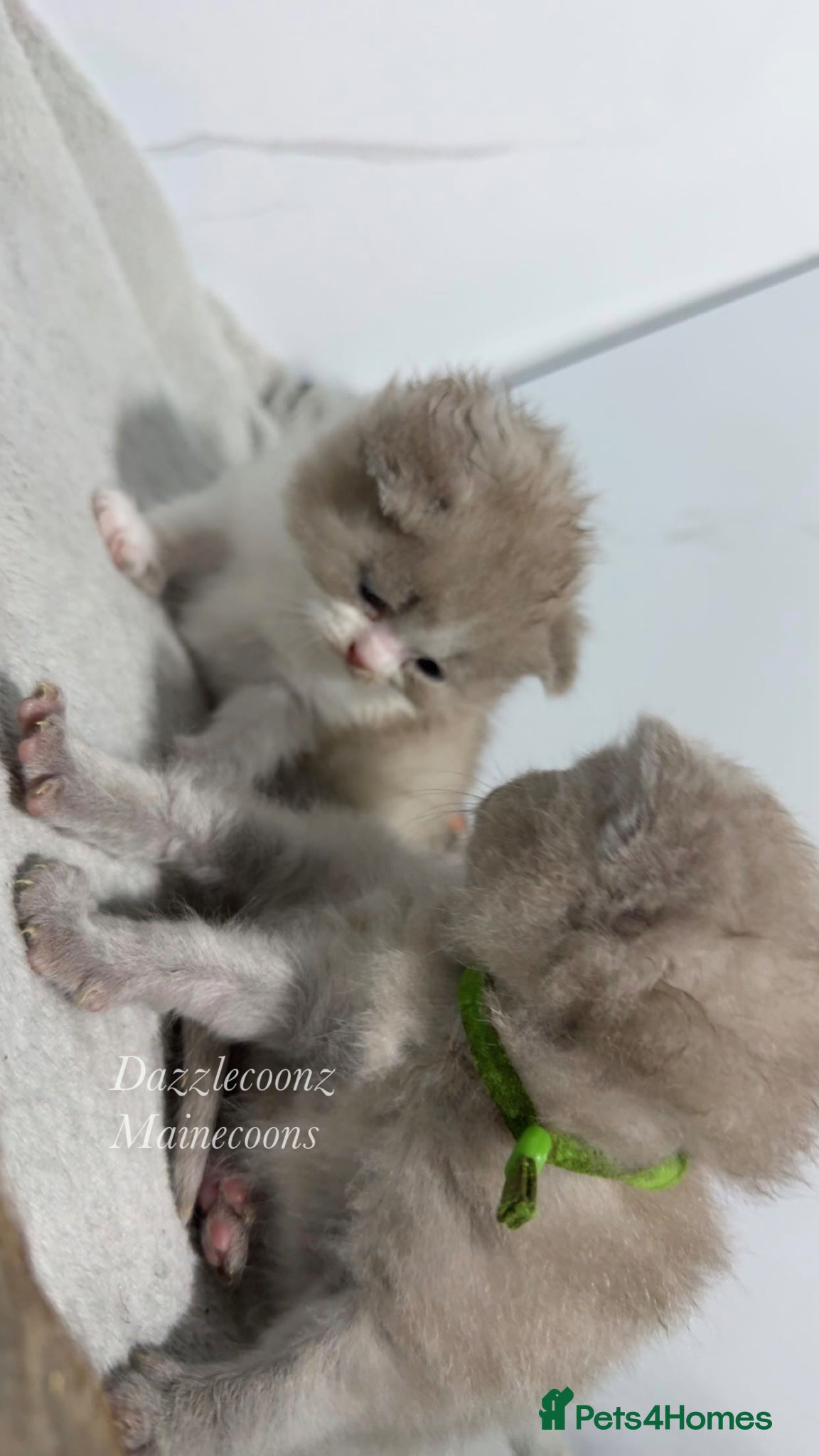 British Shorthair cats Chunky registered BSH kittens 🧸  - Advert 11