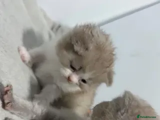 British Shorthair cats Chunky registered BSH kittens 🧸 - Advert 11